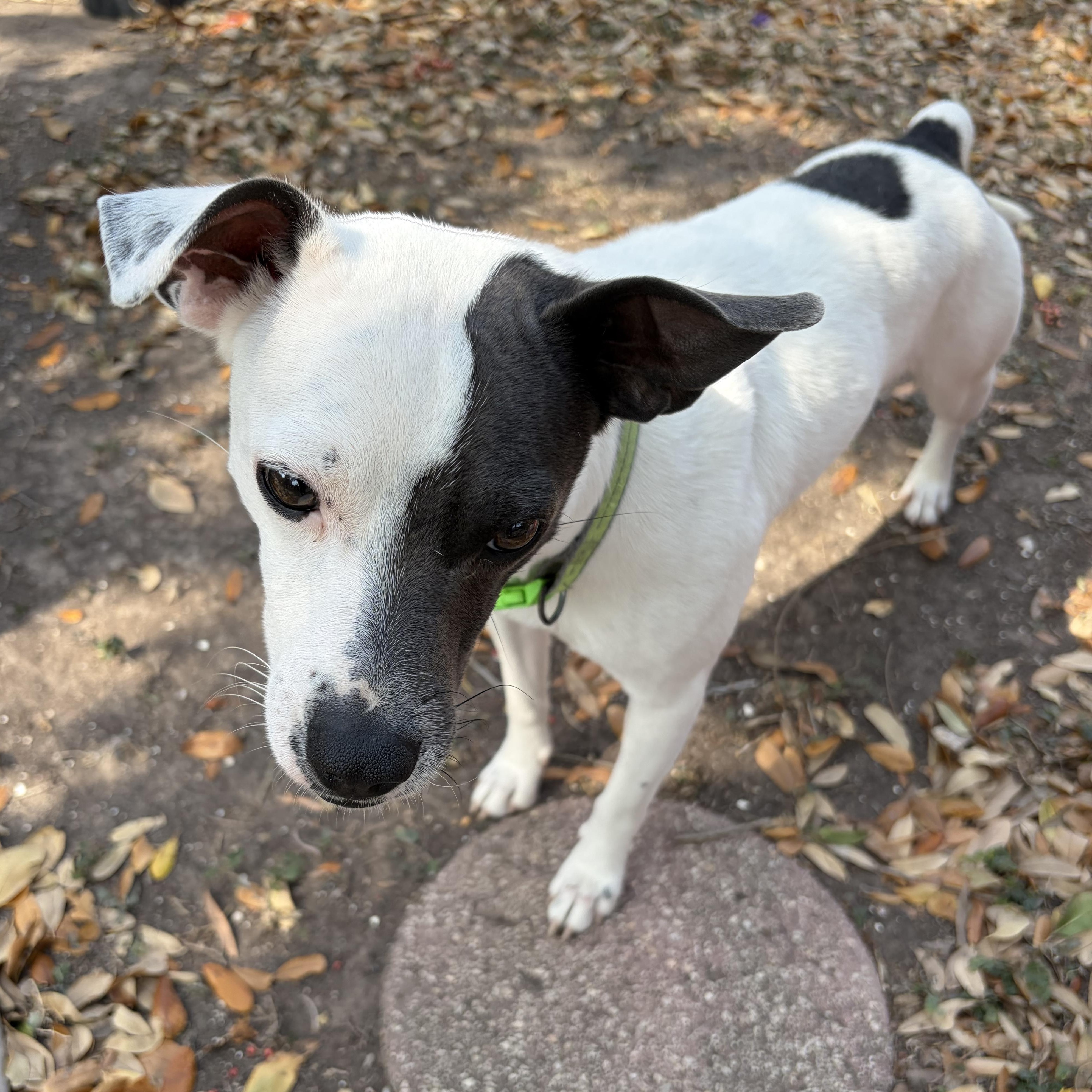 Coco, a Adoptable mixed breed in Philadelphia, PA image 2/4