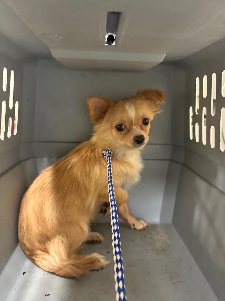 DIDDYKONG, Adopted, Puppy Male Chihuahua.