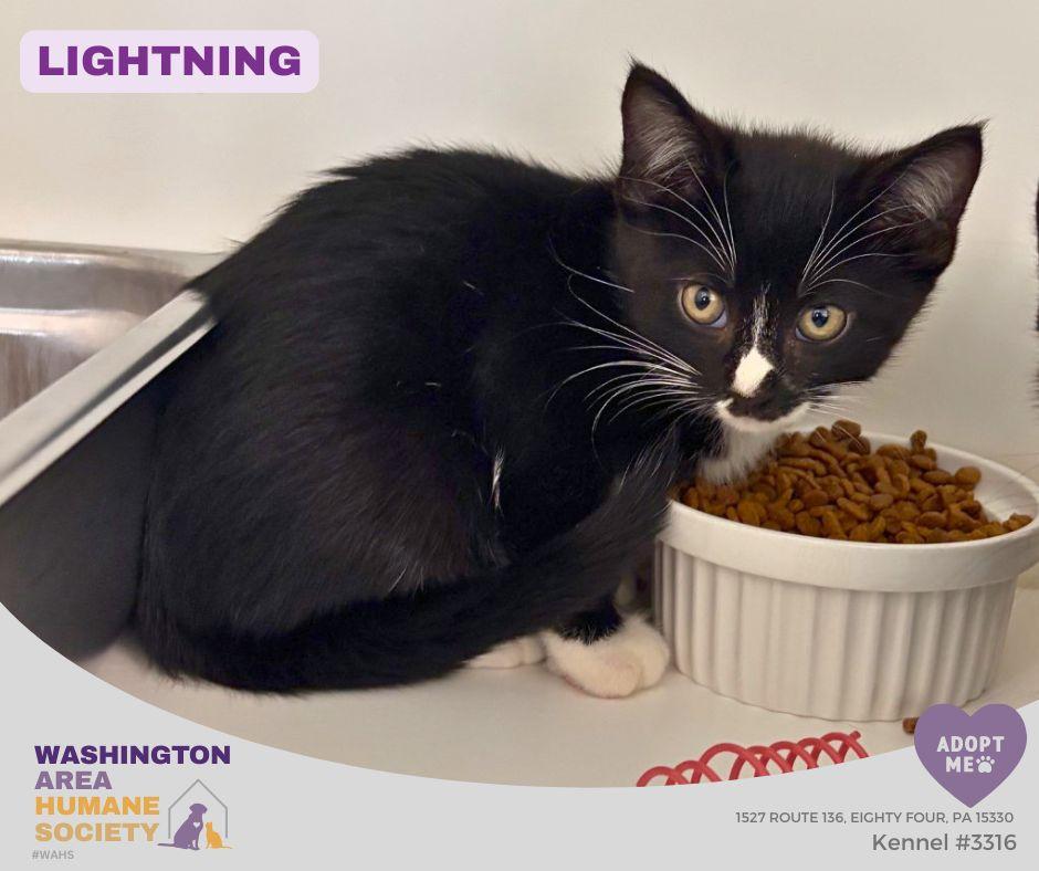 Enlarge Lightning, an adopted mixed breed in Eighty Four, PA image 1/1