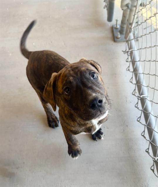 RON, Adoptable, Puppy Male American Bulldog & Rottweiler.