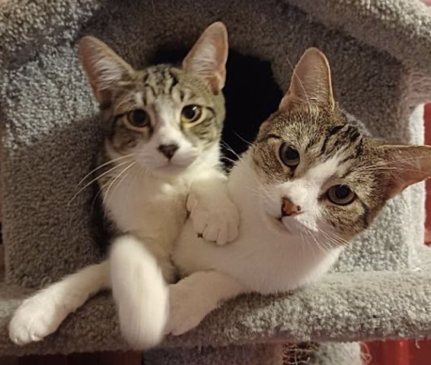 Ramen — thumbnail 2