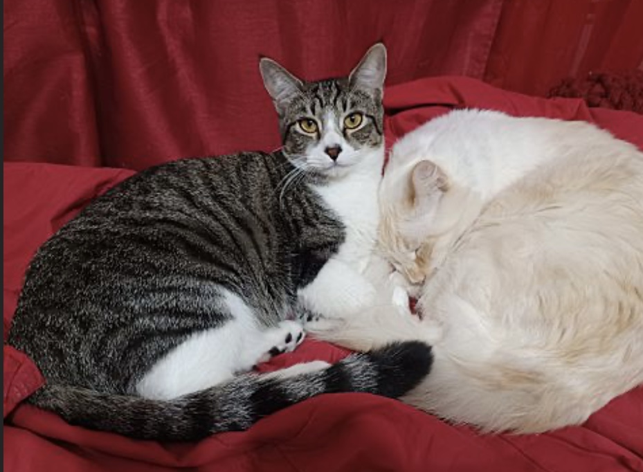 Ramen — thumbnail 4