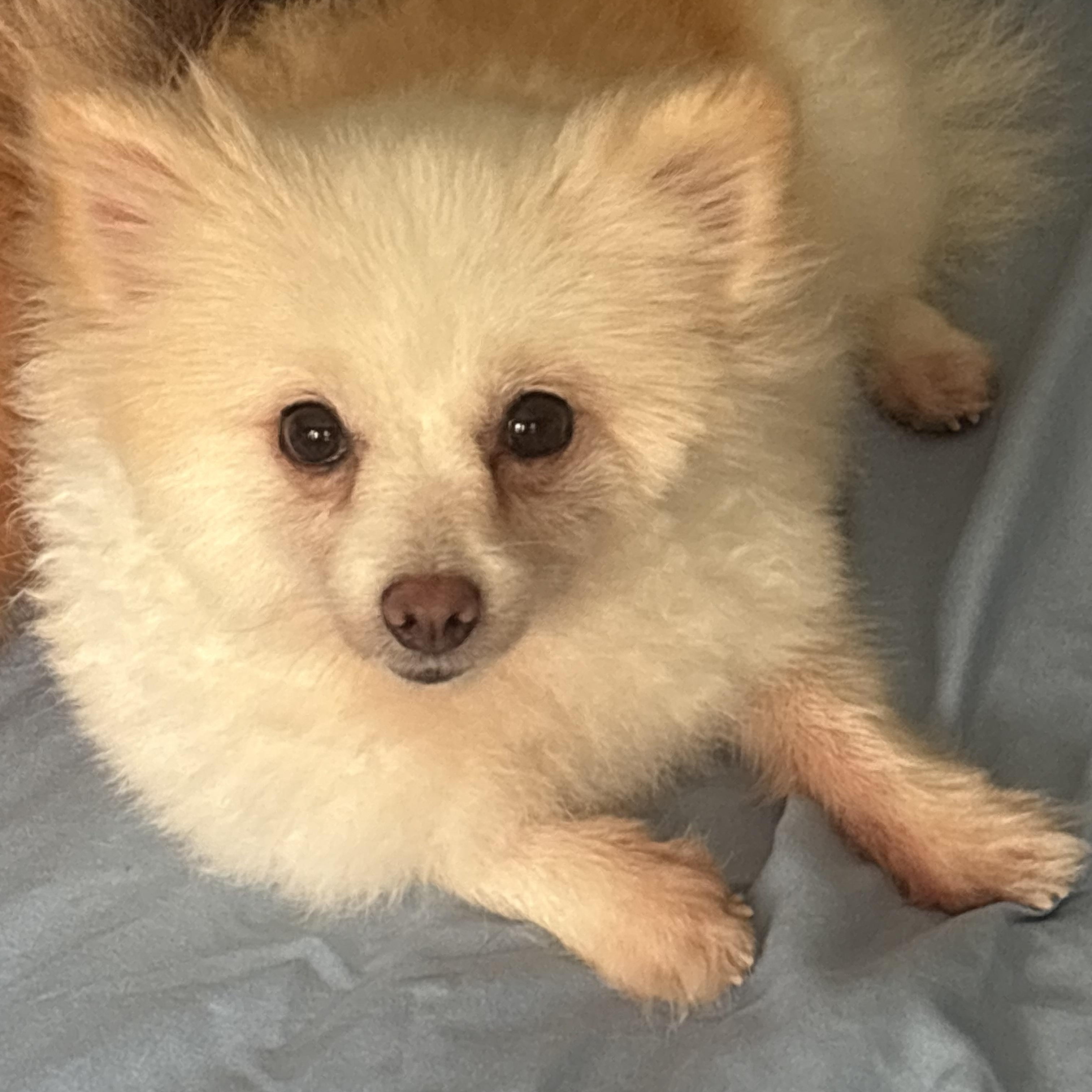 Enlarge Candy, a ADOPTABLE Pomeranian in Franklin, TN image 1/2