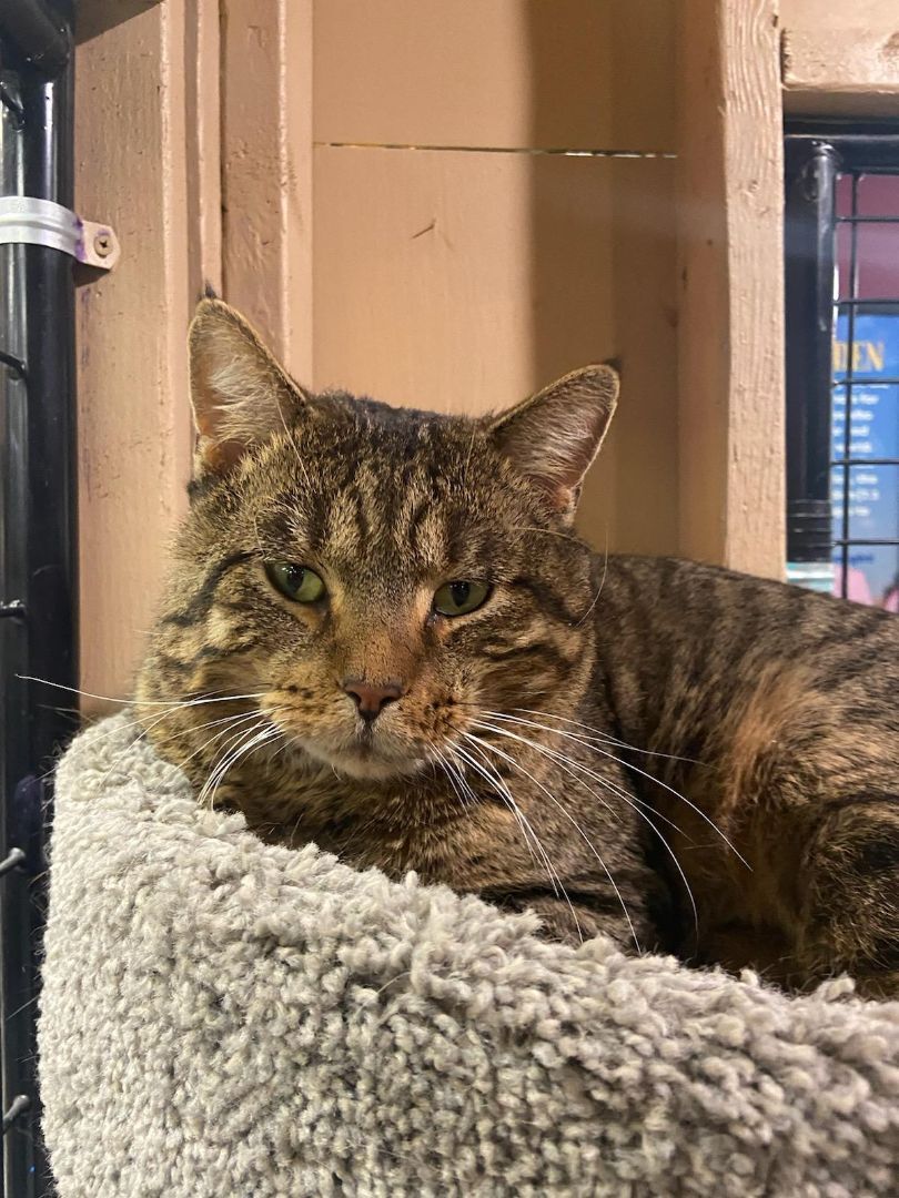 Simba, Adoptable, Adult Male Domestic Short Hair.