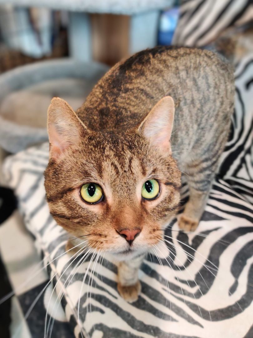 Simba, a Adoptable Domestic Short Hair in Chicago, IL image 2/2