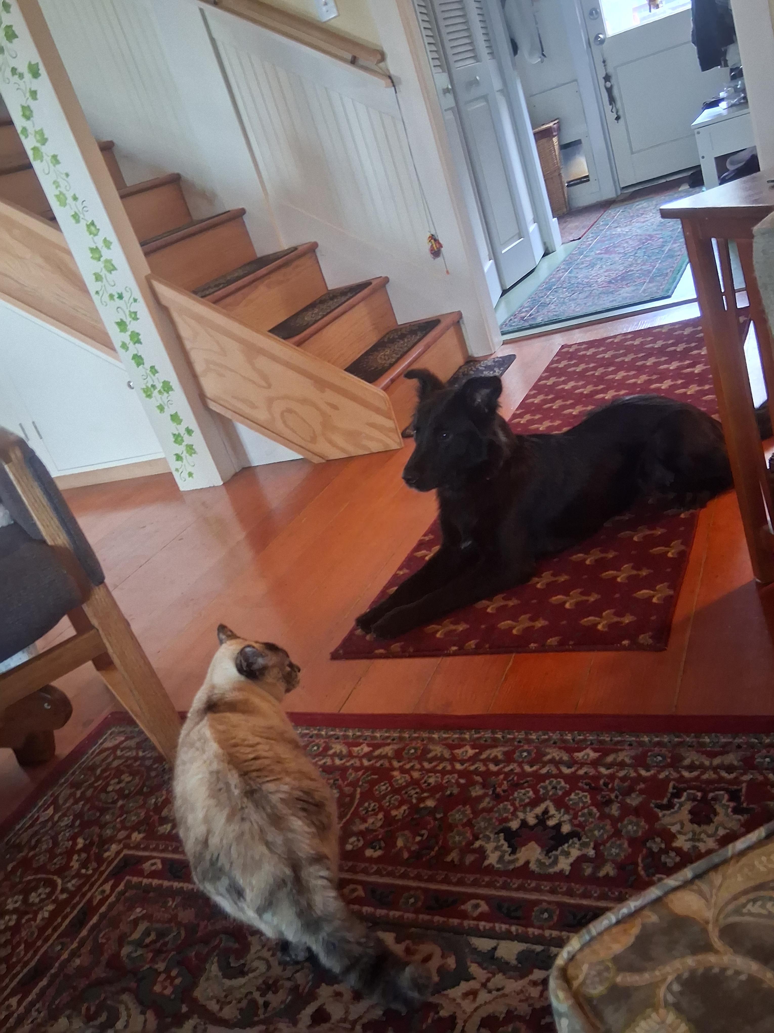 Enlarge Muffin, a ADOPTABLE mixed breed in Lincoln City, CA image 5/5