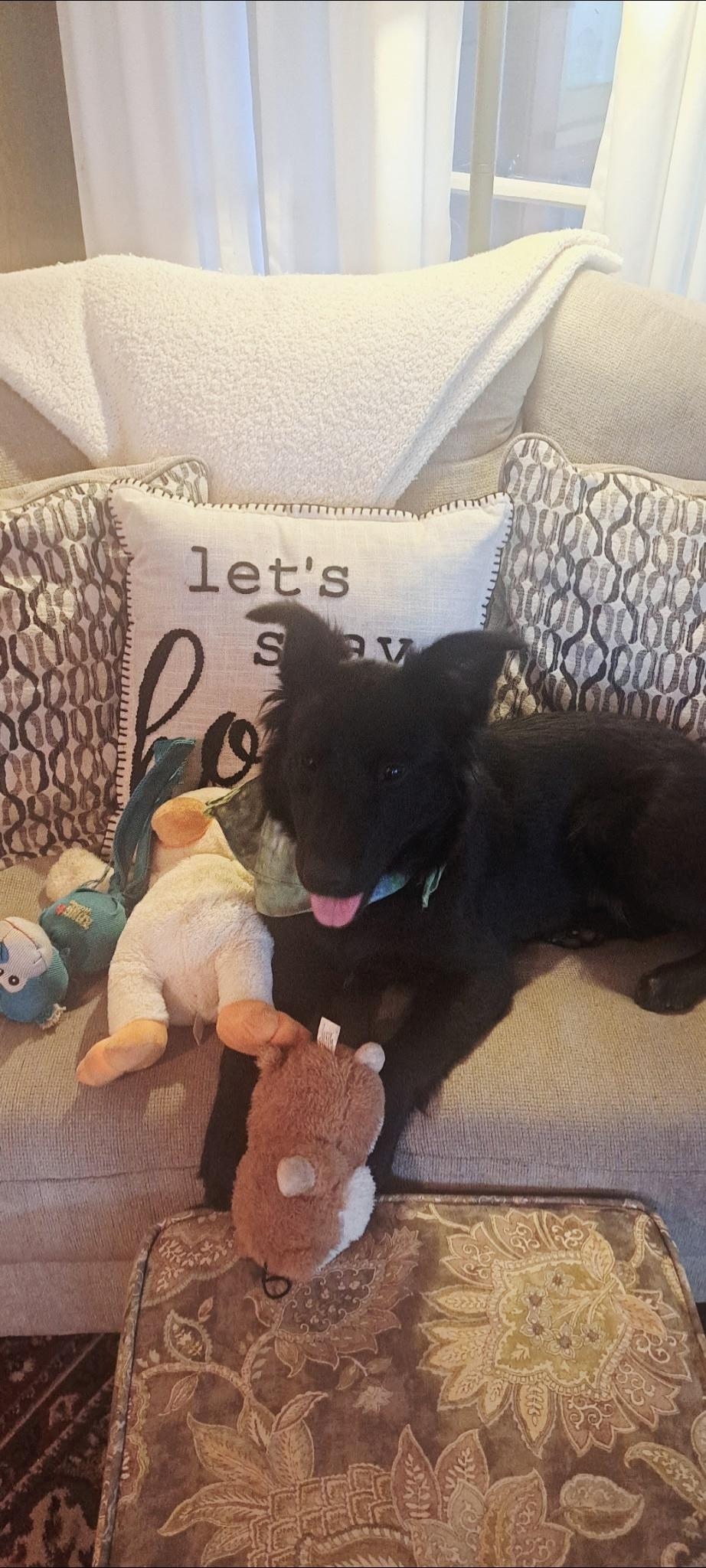 Muffin, ADOPTABLE, Puppy Female Flat-Coated Retriever.