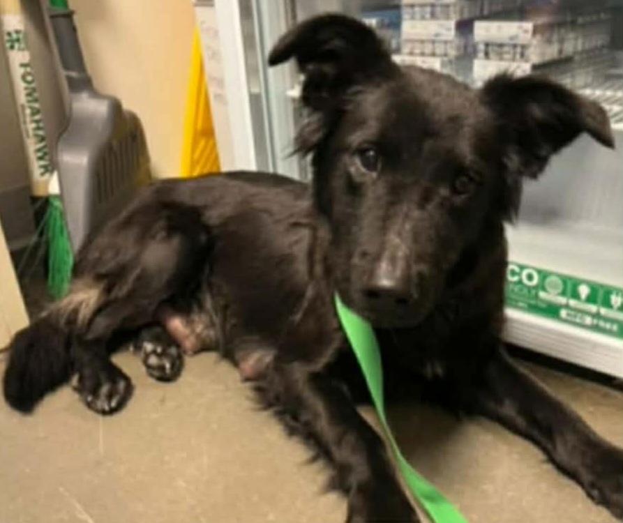 Enlarge Muffin, a ADOPTABLE mixed breed in Lincoln City, CA image 3/5