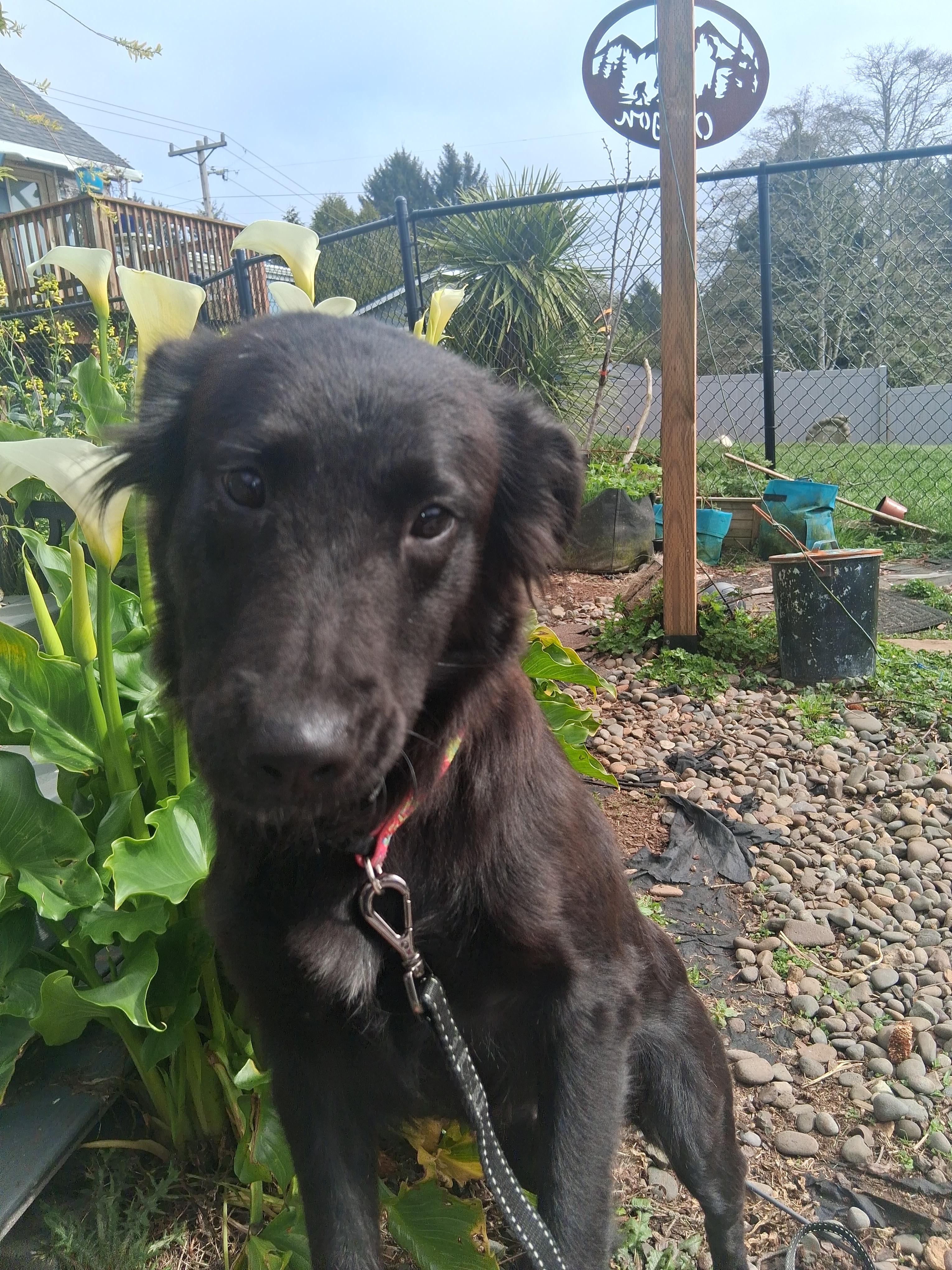 Enlarge Muffin, a ADOPTABLE mixed breed in Lincoln City, CA image 4/5