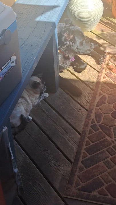 Enlarge Muffin, a ADOPTABLE mixed breed in Lincoln City, CA video 2/5