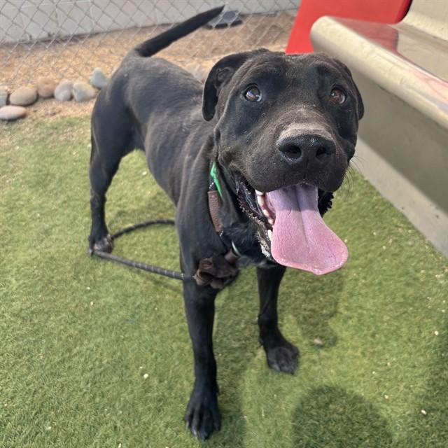 Enlarge OBI, a Adoptable Labrador Retriever in Phoenix, AZ image 1/1