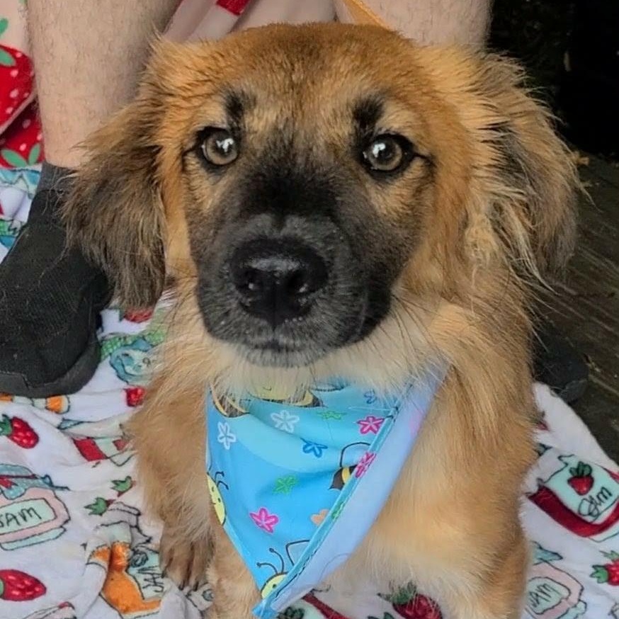 Enlarge Aerie, a Adoptable mixed breed in Woolwich, ME image 1/4
