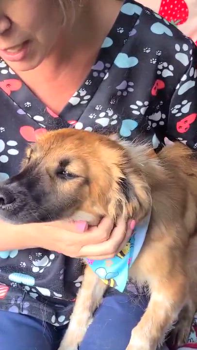 Enlarge Aerie, a Adoptable mixed breed in Woolwich, ME video 3/4