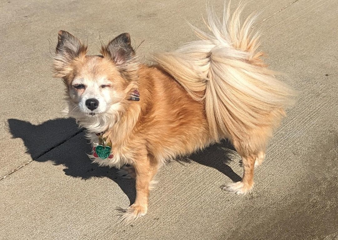 Tiny, Senior Female Pomeranian