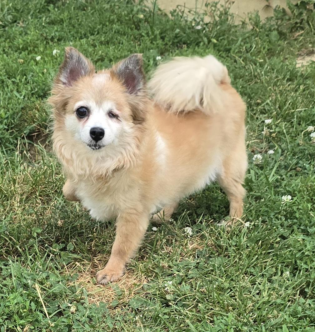 Tiny, an adoptable Pomeranian, Chihuahua in Terre Haute, IN, 47802 | Photo Image 5