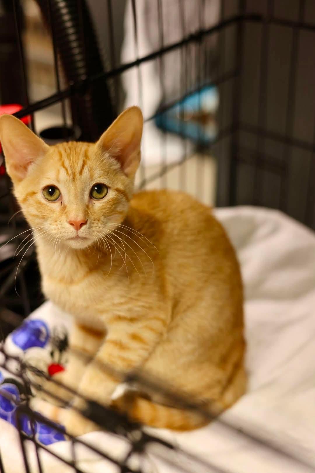 Pumpkin, Adoptable, Kitten Male Domestic Short Hair.
