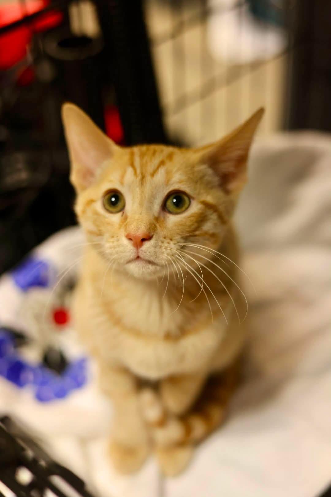 Enlarge Pumpkin, a Adoptable Domestic Short Hair in Duluth, MN image 2/3