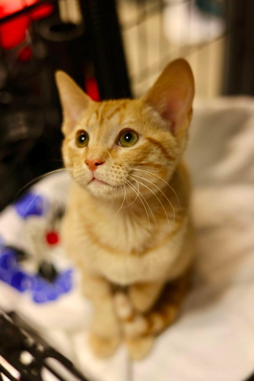 Enlarge Pumpkin, a Adoptable Domestic Short Hair in Duluth, MN image 3/3