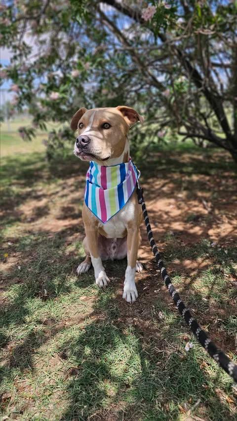 Theo, Adult Male Mixed Breed