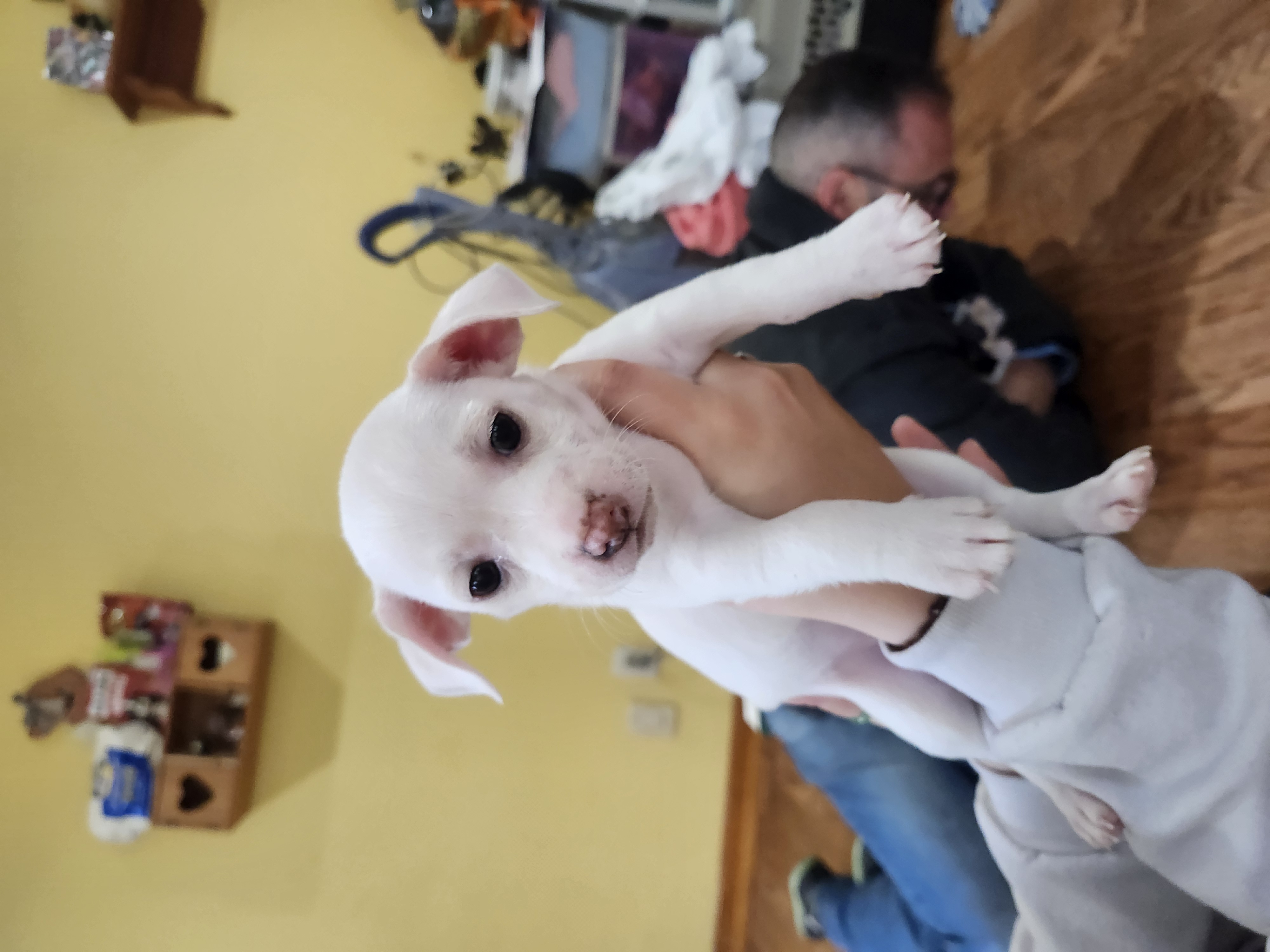 Enlarge Chihuahua puppies, a Adopted Chihuahua in Wolcott, CT image 4/5