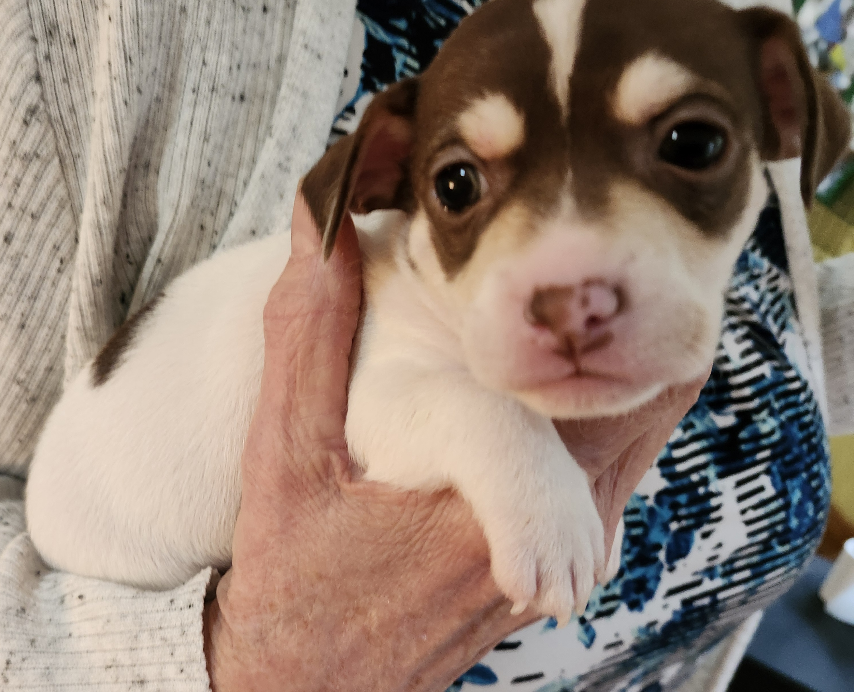 Enlarge Chihuahua puppies, a Adopted Chihuahua in Wolcott, CT image 5/5