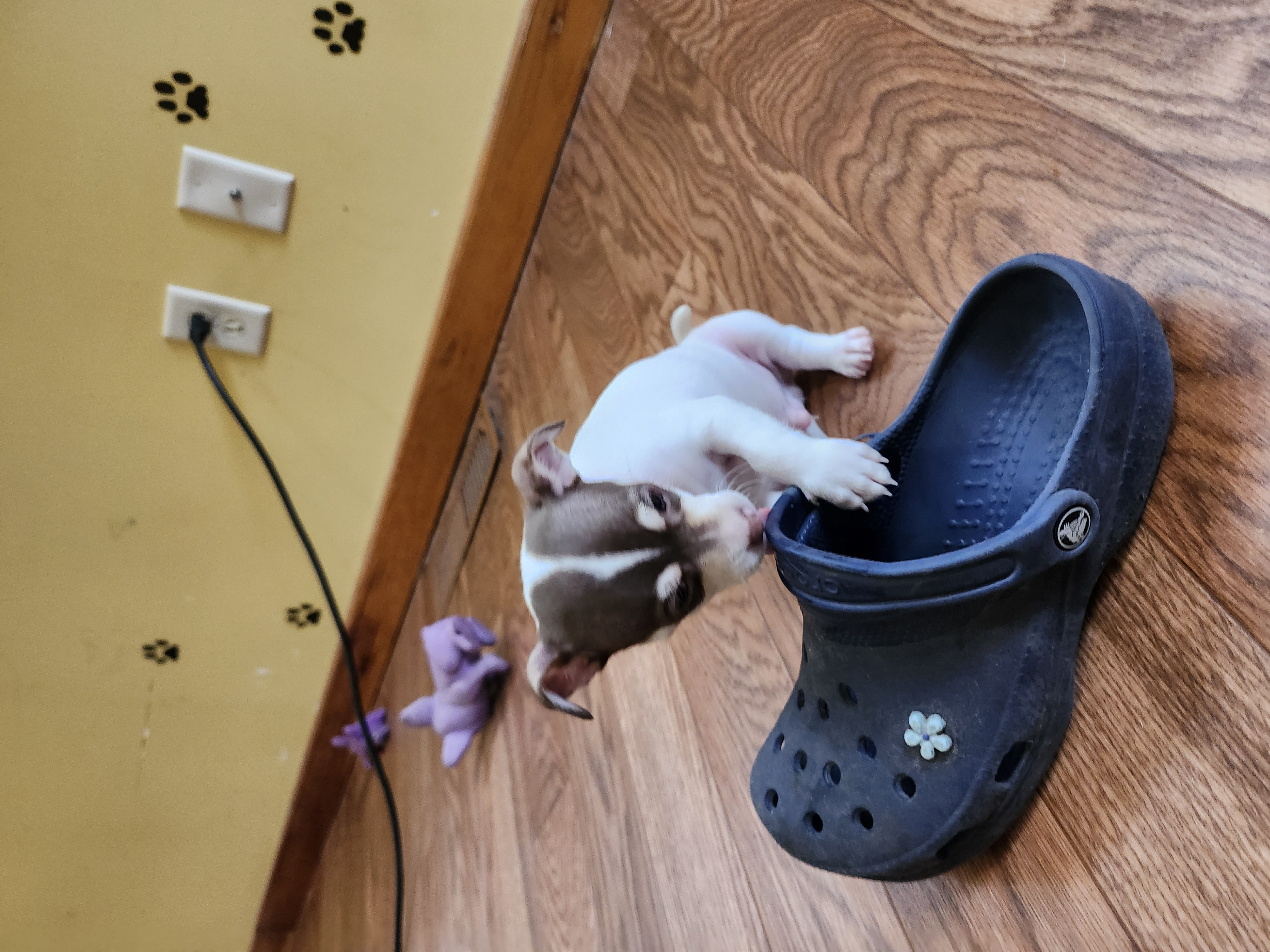 Enlarge Chihuahua puppies, a Adopted Chihuahua in Wolcott, CT image 3/5