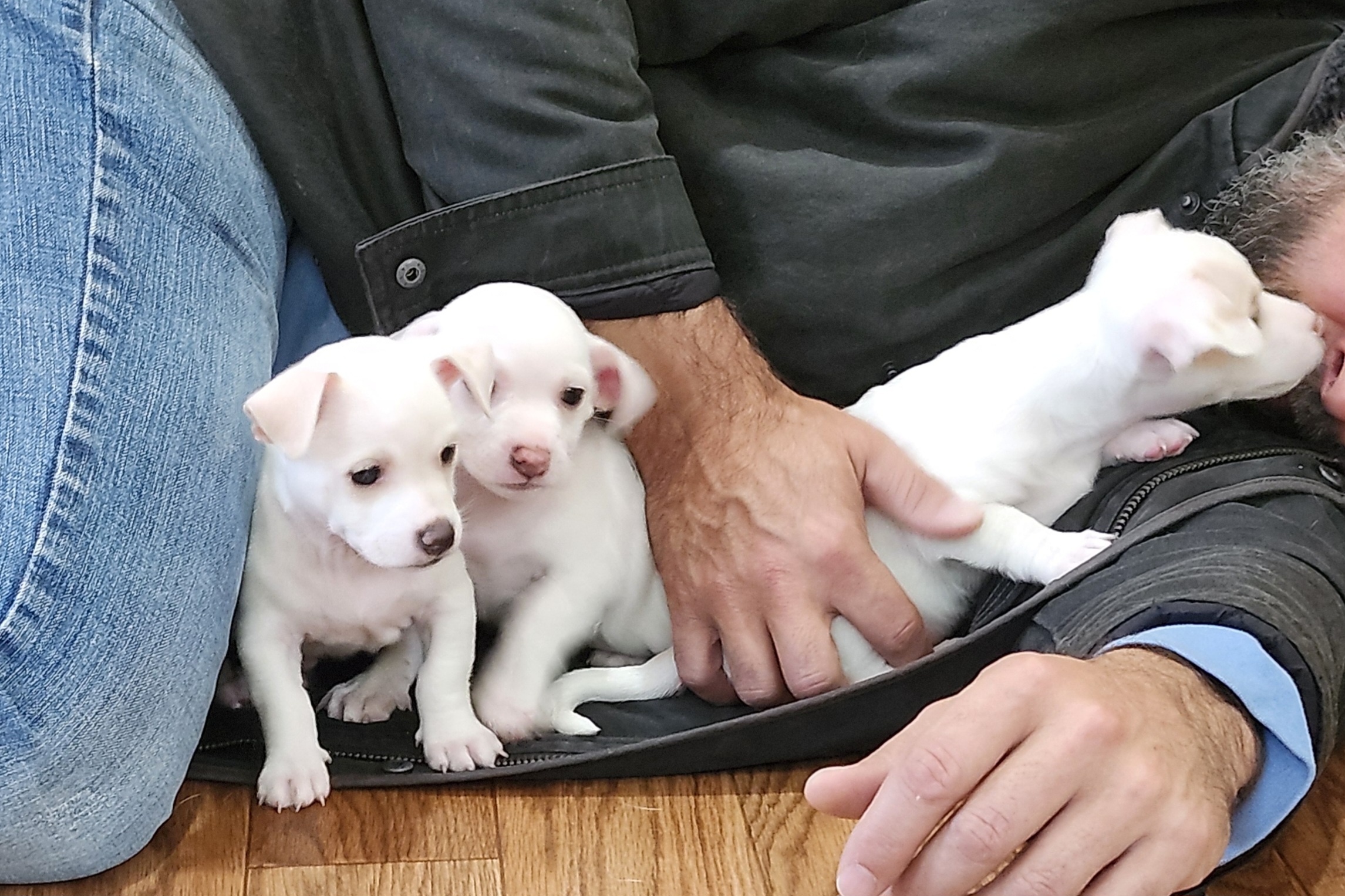 Enlarge Chihuahua puppies, a Adopted Chihuahua in Wolcott, CT image 1/5