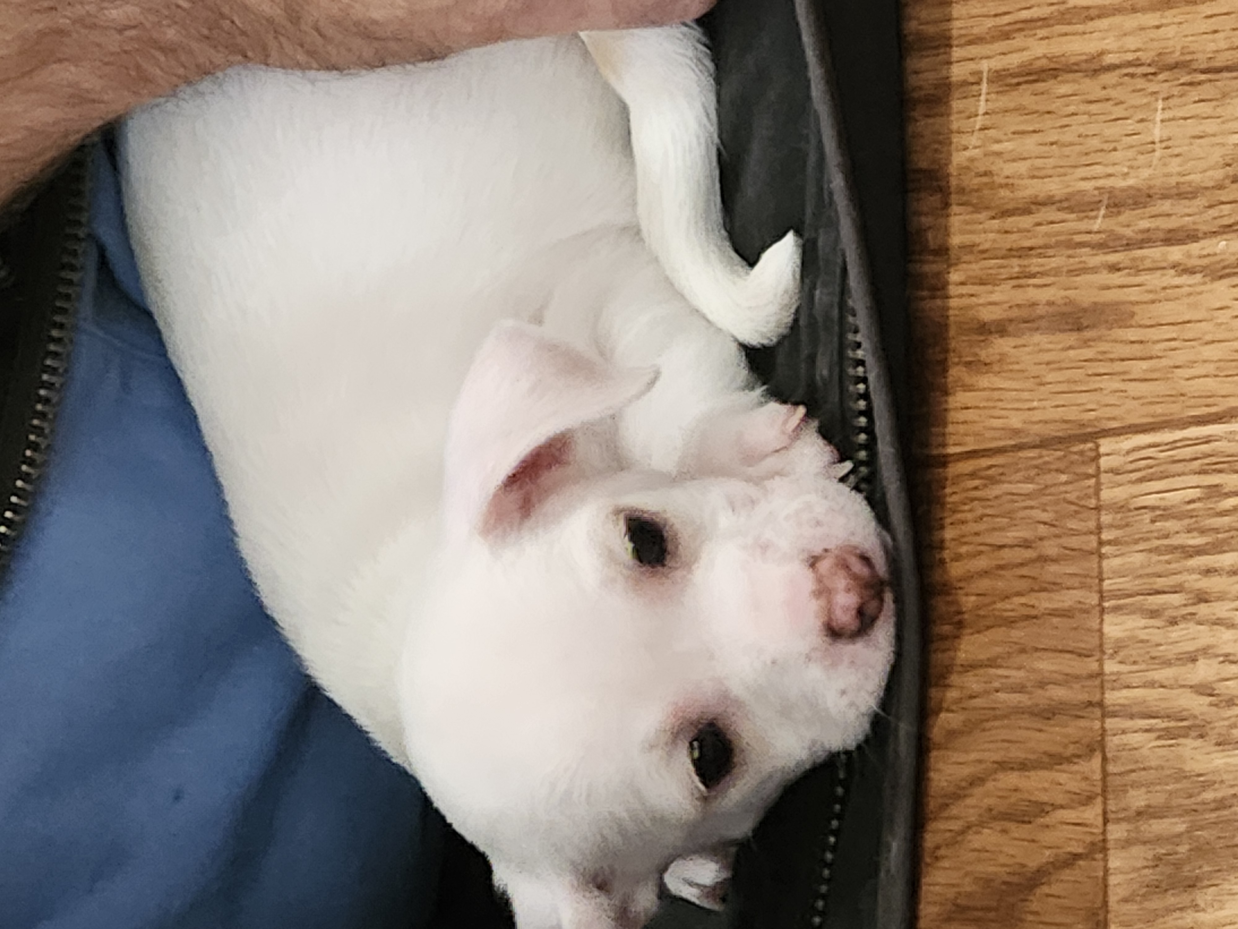 Enlarge Chihuahua puppies, a Adopted Chihuahua in Wolcott, CT image 2/5