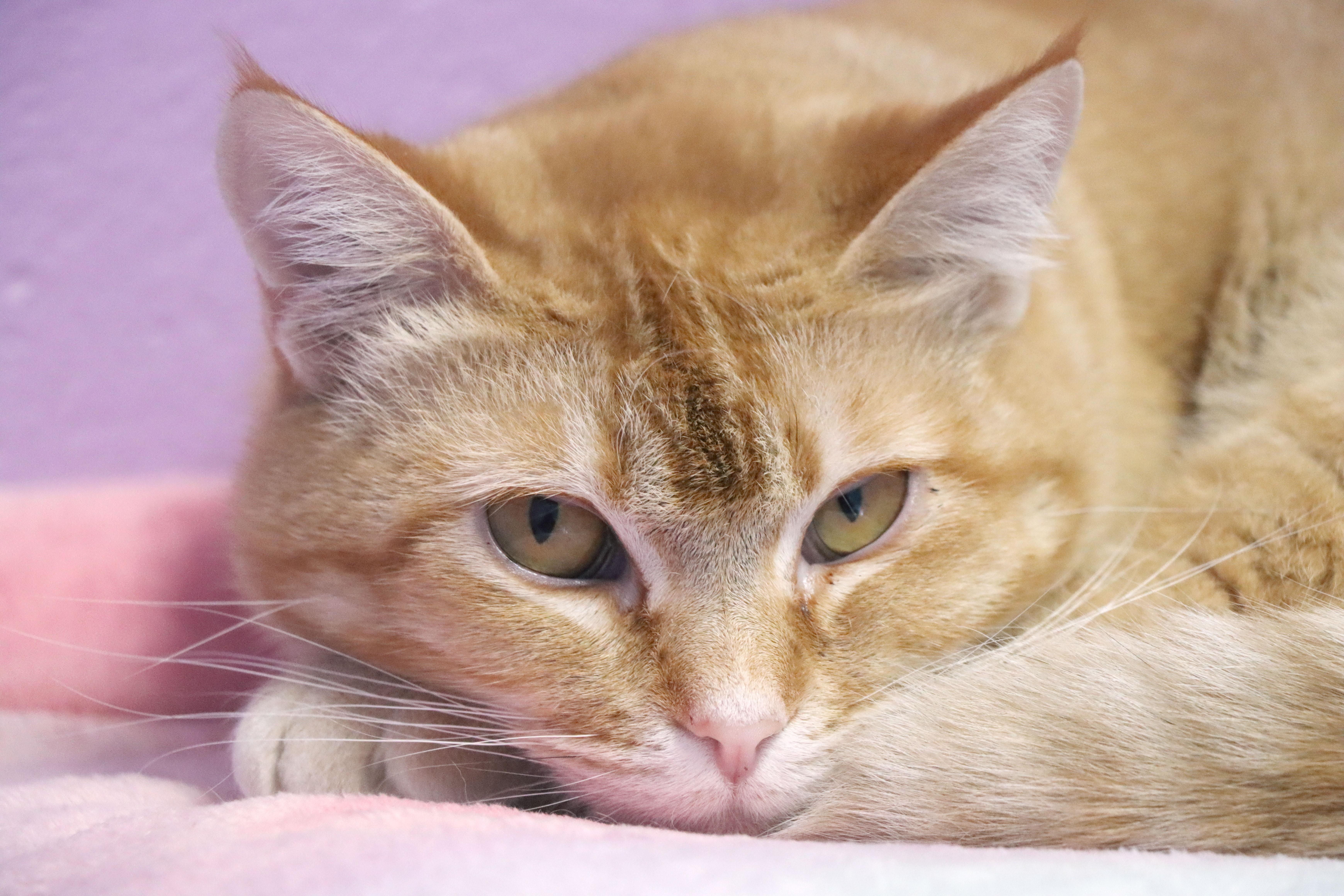 Dream Float (and Cosmic Stardust)