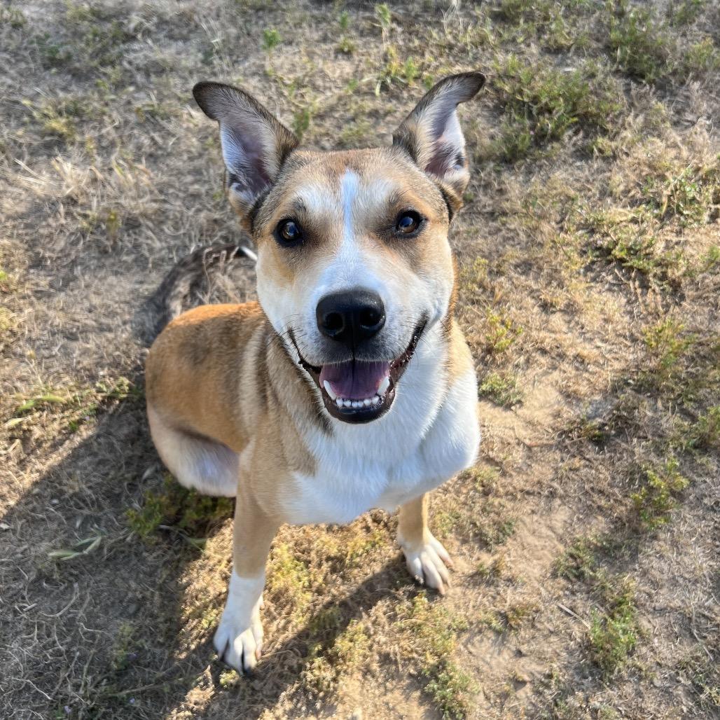 Enlarge Winnie, a Adoptable mixed breed in Ojai, CA image 1/3