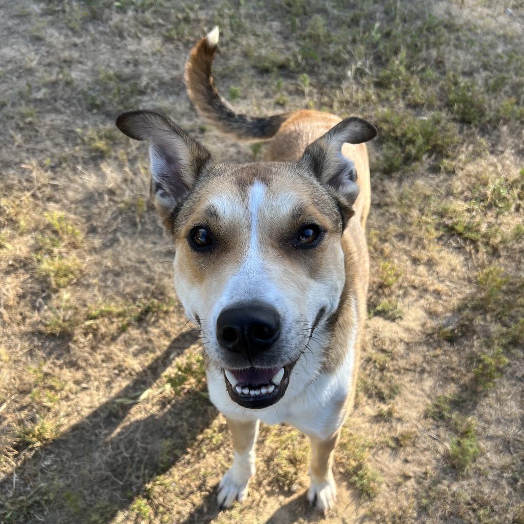 Enlarge Winnie, a Adoptable mixed breed in Ojai, CA image 2/3