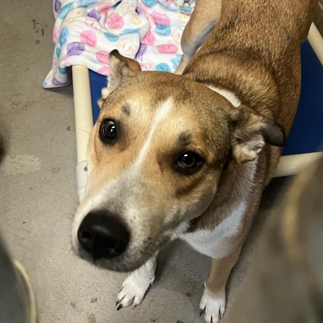 Enlarge Winnie, a Adoptable mixed breed in Ojai, CA image 3/3