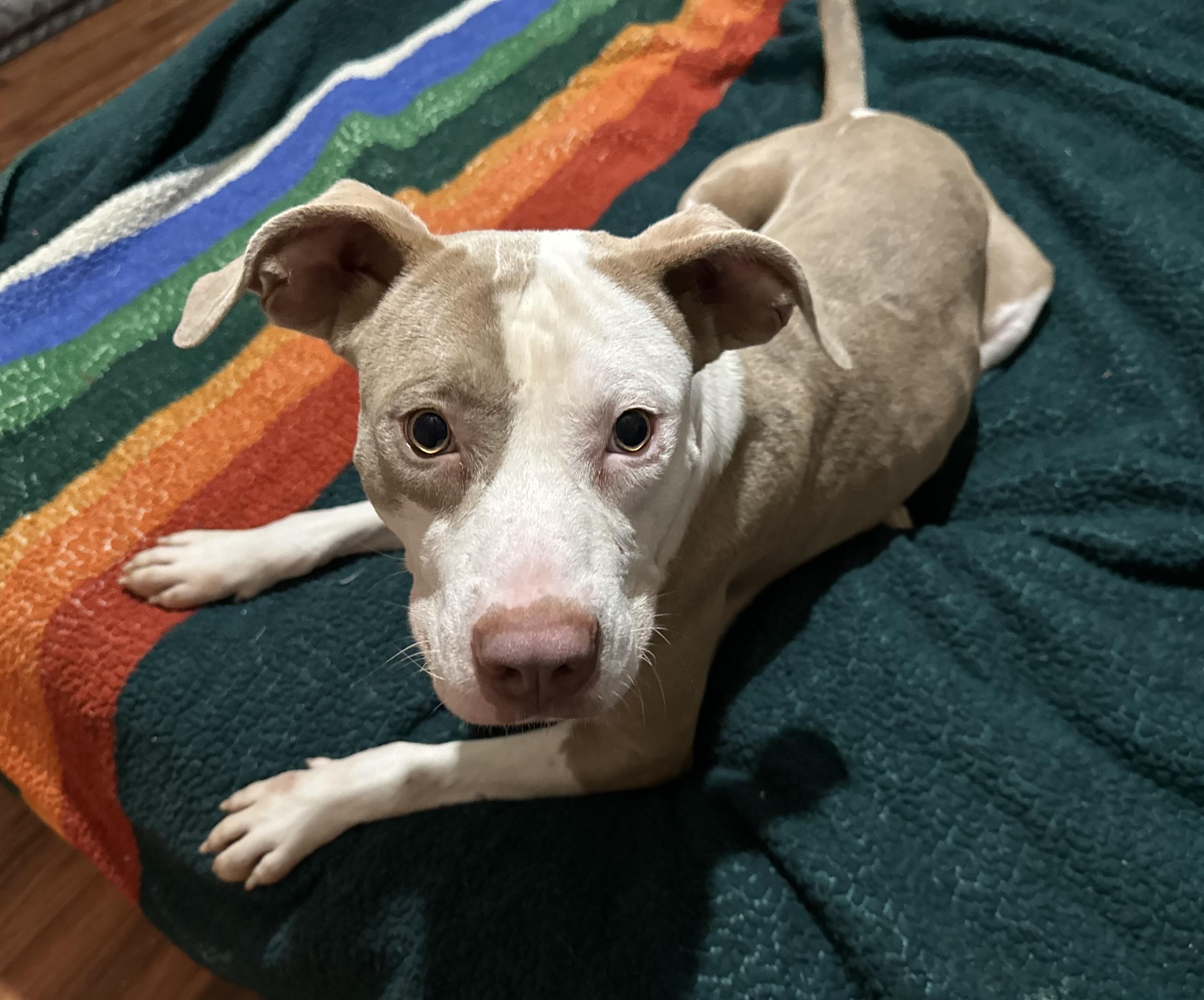 Enlarge Zamboni, a Adoptable mixed breed in Evans City, PA image 4/6