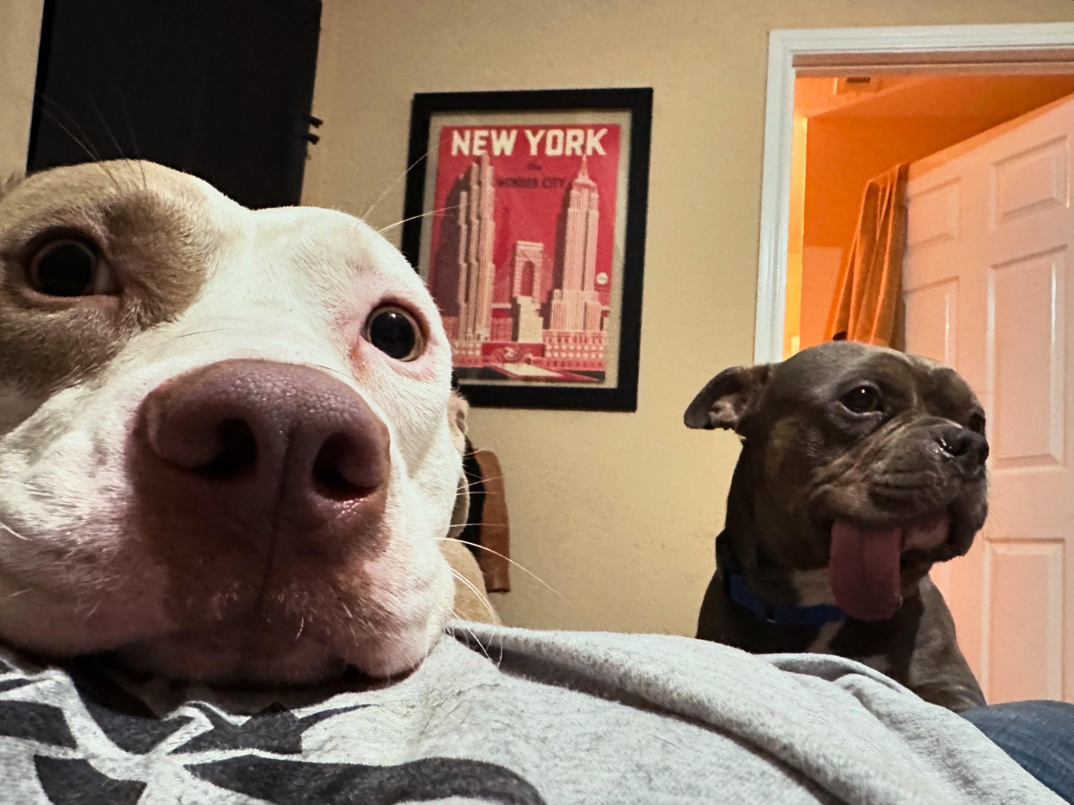 Enlarge Zamboni, a Adoptable mixed breed in Evans City, PA image 5/6