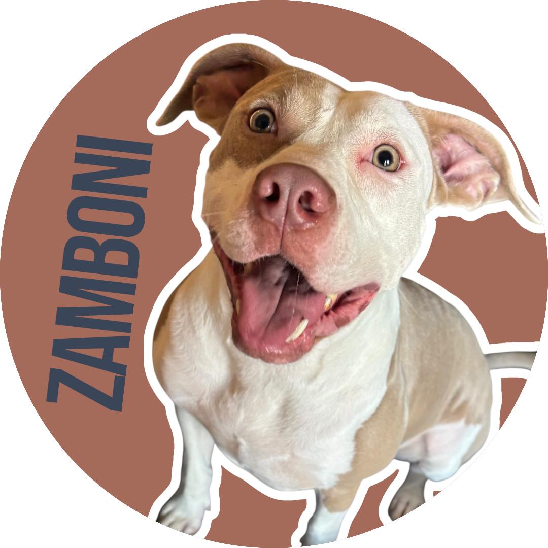 Enlarge Zamboni, a Adoptable mixed breed in Evans City, PA image 1/6