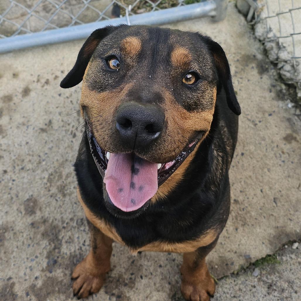Enlarge Turbo, a Adoptable mixed breed in Talbott, TN image 1/6