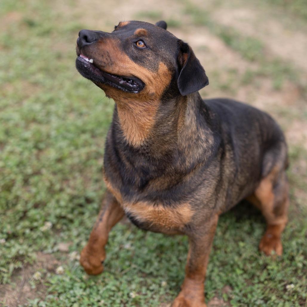 Enlarge Turbo, a Adoptable mixed breed in Talbott, TN image 2/6