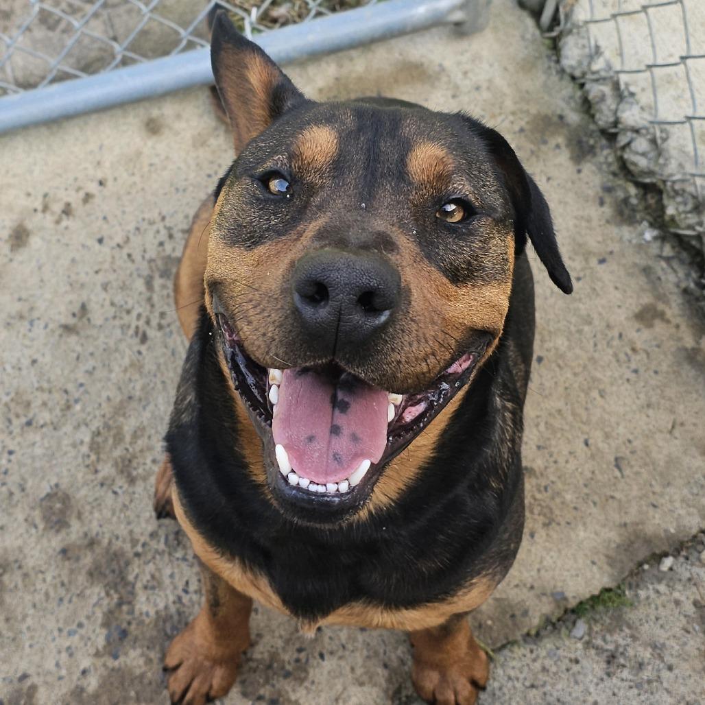 Enlarge Turbo, a Adoptable mixed breed in Talbott, TN image 3/6