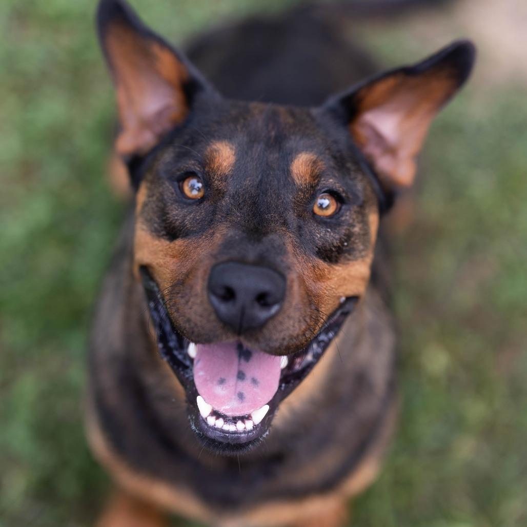 Enlarge Turbo, a Adoptable mixed breed in Talbott, TN image 4/6