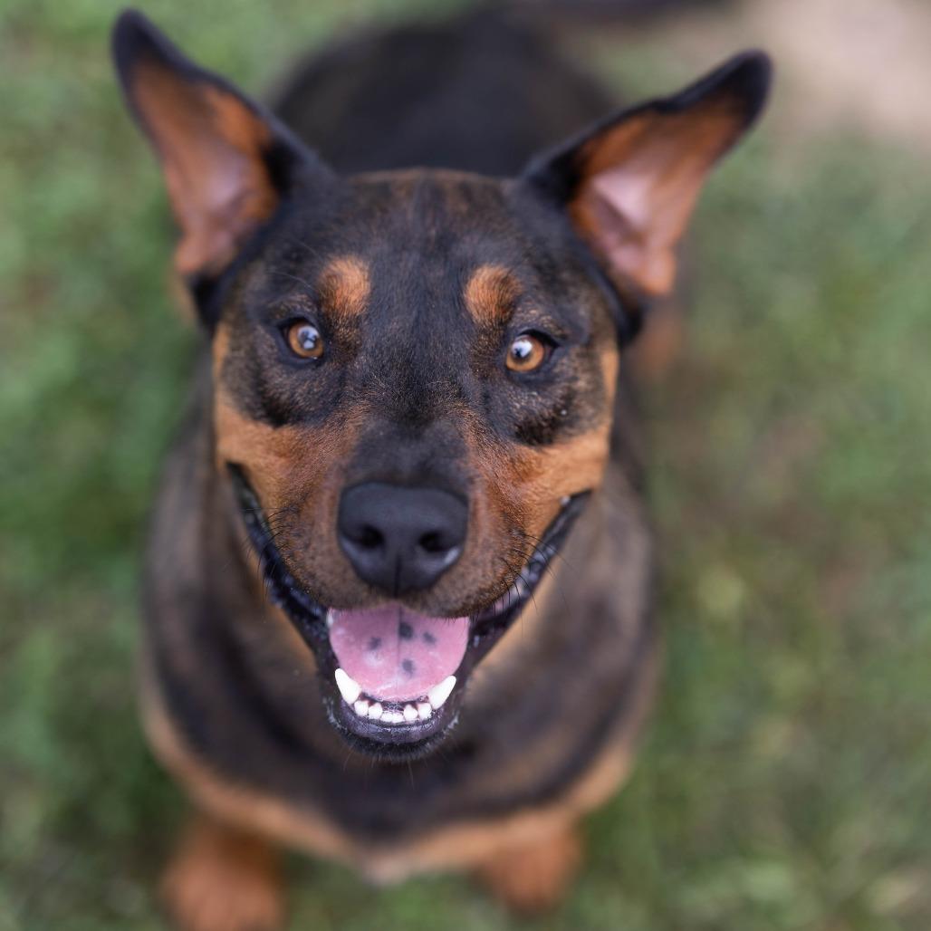Enlarge Turbo, a Adoptable mixed breed in Talbott, TN image 5/6