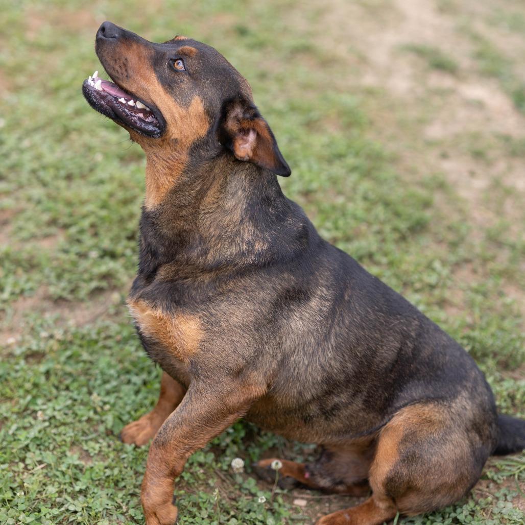Enlarge Turbo, a Adoptable mixed breed in Talbott, TN image 6/6