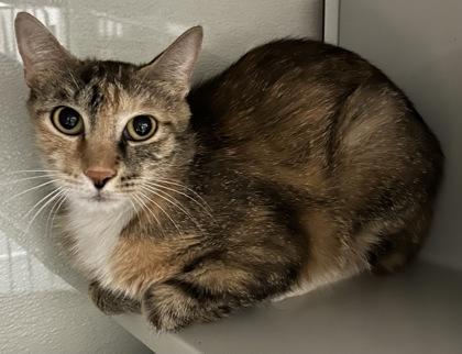 Enlarge Serena, a Adoptable mixed breed in Phoenix, AZ image 1/1