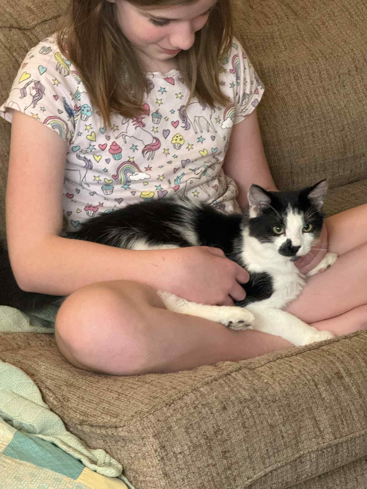 Aussie, Adopted, Young Male Domestic Medium Hair & Domestic Short Hair.