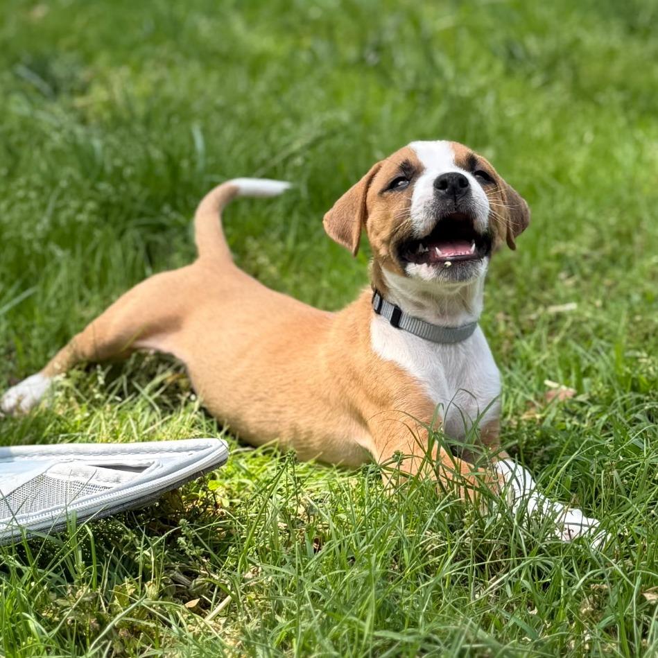 Enlarge Hamilton, a Adoptable mixed breed in Greensboro, GA image 1/4
