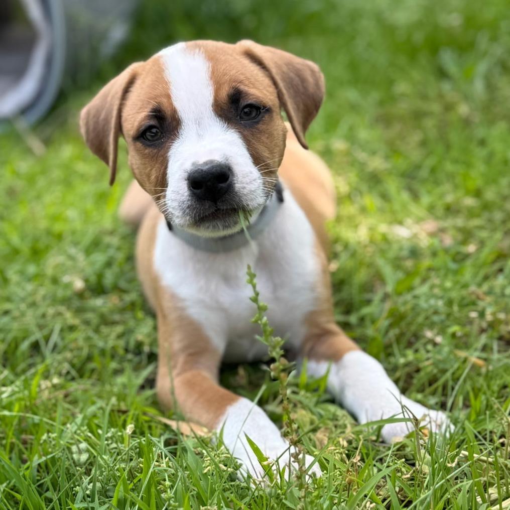 Enlarge Hamilton, a Adoptable mixed breed in Greensboro, GA image 2/4