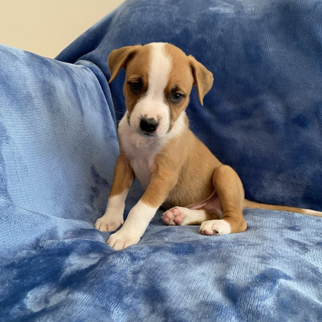 Hamilton, Adoptable, Puppy Male Catahoula Leopard Dog & Mixed Breed.