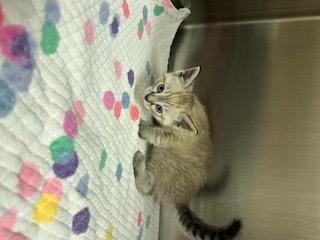 CRICKET, Adoptable, Kitten Female Domestic Short Hair.