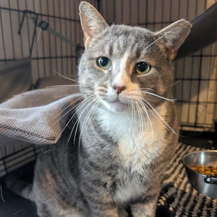 Big Boy, Adoptable, Adult Male American Shorthair.