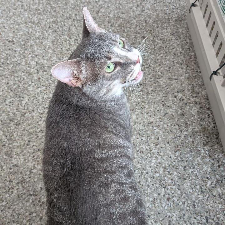 Enlarge Big Boy, a Adoptable American Shorthair in Pikesville, MD image 2/6