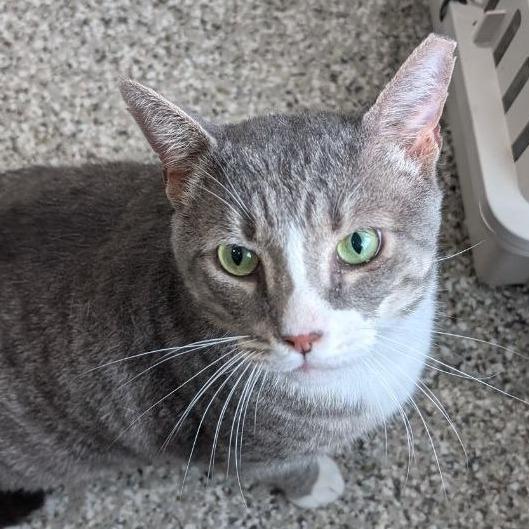 Enlarge Big Boy, a Adoptable American Shorthair in Pikesville, MD image 3/6